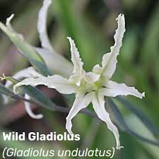 Image result for Gladiolus elliotii