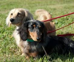 Check spelling or type a new query. Dachshund Puppies For Sale Dachshund Dog Breeders