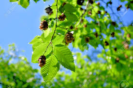 There are some 33,000 seeds to a pound, though every three to five years the tree will produce larger crops than usual. Fruit Of A Beech Tree Stock Photo Picture And Royalty Free Image Image 102549465