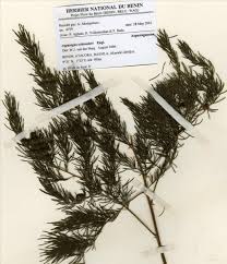 Image result for Asparagus schroederi