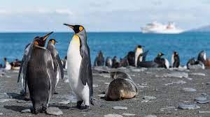 Ghanta ko english mein kya kehte hain | 8 music instruments names in hindi and english. à¤ª à¤— à¤‡à¤¨ à¤• à¤¬ à¤° à¤® 32 à¤œ à¤¨à¤• à¤° à¤¯ à¤†à¤ªà¤• à¤¹ à¤° à¤¨ à¤•à¤° à¤¦ à¤— About Penguin In Hindi