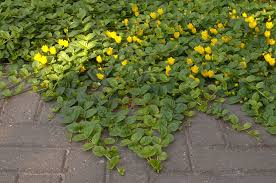 Image result for Lysimachia tenuicaulis