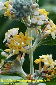 Image result for Buddleja madagascariensis