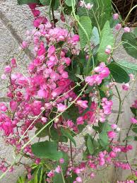 Cadena De Amor Or Coral Vine