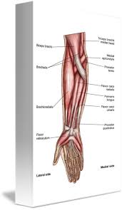 The forearm is a mass of some 20 different muscles. Download Anatomy Of Human Forearm Muscles Forearm Muscles Full Size Png Image Pngkit