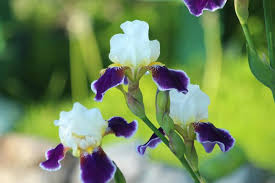 Planting and care walking iris can be grown in full or partial shade, can tolerate a range of soil types, and will thrive in moist locations. Irises How To Plant Grow And Care For Iris Flowers The Old Farmer S Almanac