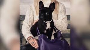 What happened to lady gaga's dogs? Lady Gaga S Dog Steals The Spotlight As Face Of Coach S New Campaign Youtube