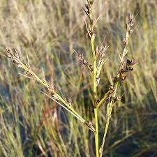 Image result for Scleria lacustris