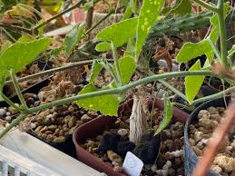 Image result for Corallocarpus triangularis