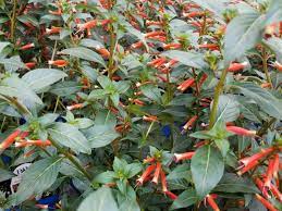 Grow candy corn plant in full sunlight to get the most flowers. Growing Candy Corn Vine Manettia Inflata