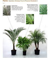 Palms Spindle Chinese Fan Phoenix Roebelenii Spindle Palm Classic Tropical Palm Tree Look Palm Trees Landscaping Tropical Landscaping Palm Plant