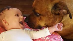 Dog Who Was Born In A Shelter Can't Stop Kissing His New Baby