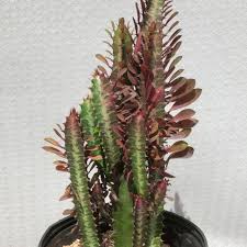 Image result for Euphorbia rubriflora