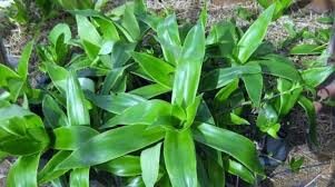 как приготовить настойку из цветков пиона в домашних условиях Rastenie Zolotoj Us Primenenie Zolotogo Usa Recepty Nastojki Uhod Za Zolotym Usom Lechenie Zolotoj Us Kalliziya Bolezni Svojstva Narodnye Recepty