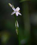 Image result for Chlorophytum sparsiflorum