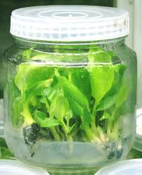 Plant Tissue Culture Internship