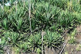 Image result for Agave sisalana