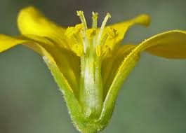 Image result for Oxalis oligotricha