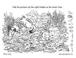 There are many can you find the mistake puzzles on this website and these puzzles are very much loved by the audience. Find The Hidden Things On The Forest Floor And Then Color Hidden Pictures Hidden Picture Hidden Pictures Printables