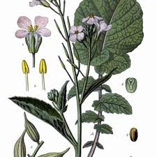 Image result for Rhaptopetalum roseum