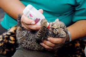 vet feeding an orphaned baby kodkod leopardus guigna at a specialized rescue centre in concepcion chile where help i small wild cats animals african wild cat