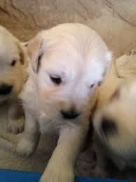 Golden retriever puppies colorado akc. Akc Golden Retriever Puppies For Sale In Arvada Colorado Classified Americanlisted Com