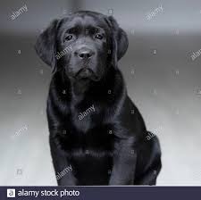 Browse 520 baby labrador retriever stock photos and images available, or start a new. Newborn Cute Black Labrador Puppies Stock Photo Alamy