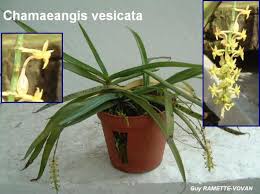 Image result for Diaphananthe vesicata