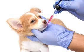 Items such as butter, peanut butter, cream cheese, deli meats (e.g., salami, liverwurst), and spreadable cheese or cheese in a can (human and canine varieties) work well to disguise medications. How To Give A Dog Liquid Medicine Strive Pharmacy