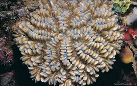 Image result for Microcoelia physophora