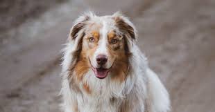 Aktuelle preise für produkte vergleichen! The Earth Shattering Truth About Australian Shepherds Off The Leash