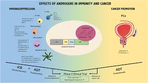 Frontiers Influence Of Androgens On Immunity To Self And Foreign Effects On Immunity And Cancer Immunology
