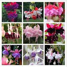 Pin On Flower