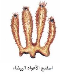 تنتمي الاسفنجيات لقائمة الحيوانات المائية وتنتشر في جميع البحار. Ø§Ù„Ø£Ù†ÙˆØ§Ø¹ Ø§Ù„Ù…Ø®ØªÙ„ÙØ© Ù„Ù€ Ø§Ù„Ø¥Ø³ÙÙ†Ø¬ÙŠØ§Øª