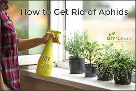 Ultrasheild green natural fly spray gallon. How To Get Rid Of Aphids Info On Aphids And A Homemade Aphid Spray