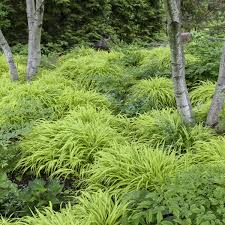 Image result for hakonechloa macra nicolas