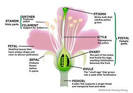 Called stamens, these reproductive organs are made up of two parts: About Flowers Kids Growing Strong
