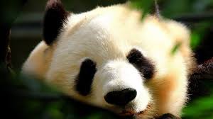 Find & download free graphic resources for cute animals. Animals Wallpapers Hd 1080p Group 80