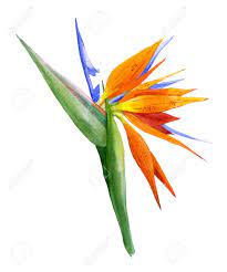 This product is available for domestic shipping only in us. Bird Of Paradise Flower Painted In Watercolor Botanical Illustration Stock Photo Picture And Royalty Free Image Image 59999423