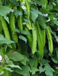 Image result for Psophocarpus