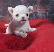 Pin En Cachorro Chiuaua Corralet