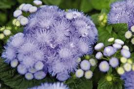 Image result for Ageratum houstonianum