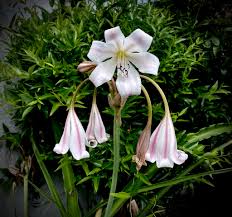 Image result for Crinum lugardiae
