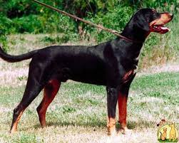 Transylvanian Hound Hungary Hungarian Dog Hound Dog Breeds