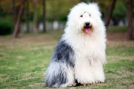 The portuguese water dog has a dense, thick coat that doesn't ignite allergies but does require regular grooming. 13 Big Dogs That Don T Shed Large Non Shedding Dog Breeds In 2021 Non Shedding Dog Breeds Fluffy Dog Breeds Dog Shedding