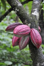 Menakao Truly Madagascar Le Cacao De Madagascar Le Cacao Cacao Arbre