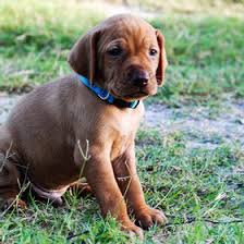 Vizsla puppies for sale dallas tx. Vizslas Rockport Vizslas Texas