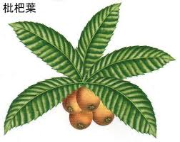 枇杷葉 漢方 中医学 中医学用語説明 生薬 中薬