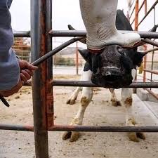 Hell is not enough for this criminal and stop looking on when such cruelty  is happening to innocent animals, please do the needful