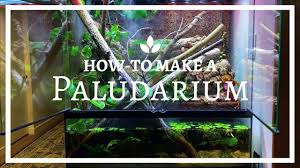 How To Build An Epic Paludarium From Scratch Youtube